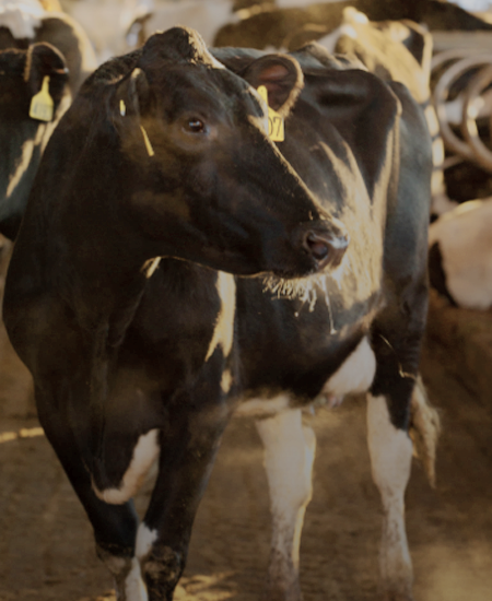 SenseHub® Cow Calf Self-Installation Guide - Merck Animal Health USA