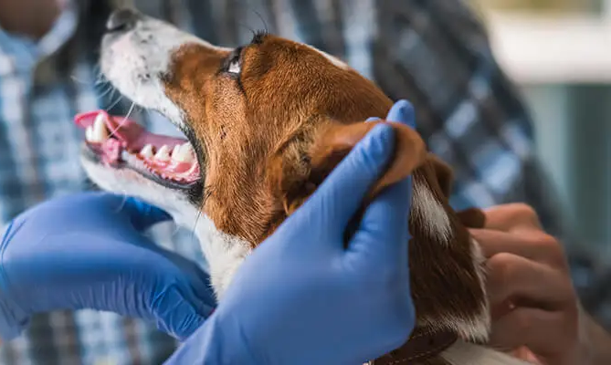Illustration of Best Feeding Schedule For Pet Morphogenetic Control