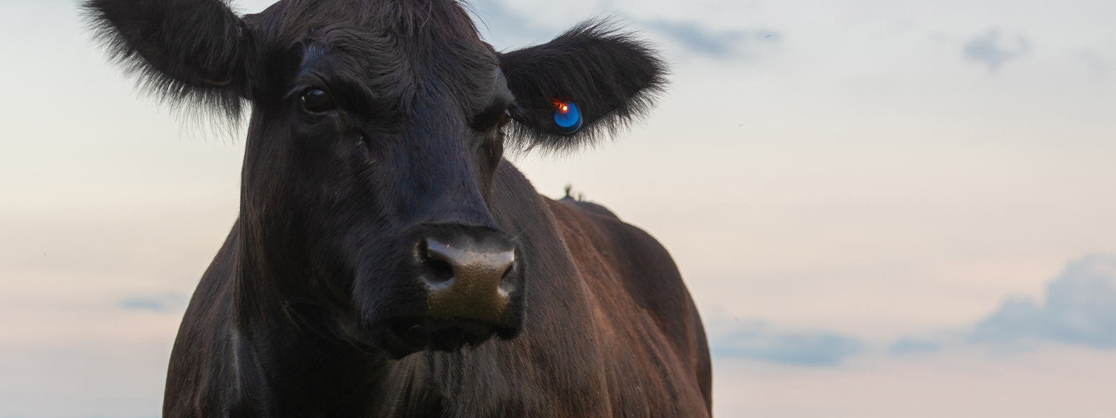 16175_MRKA_2026_Header_1600x600-Angus