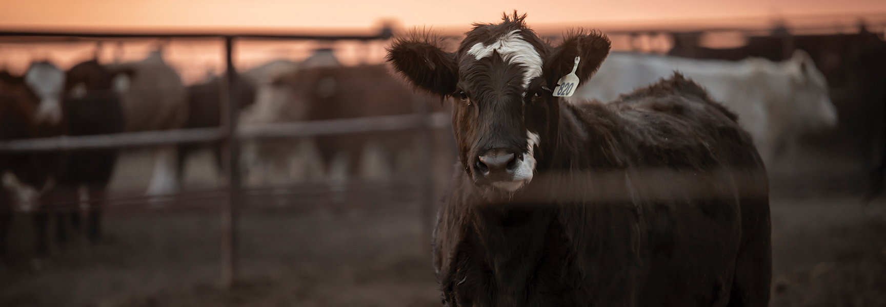 Black and white steer standing in a pen looking at the camera