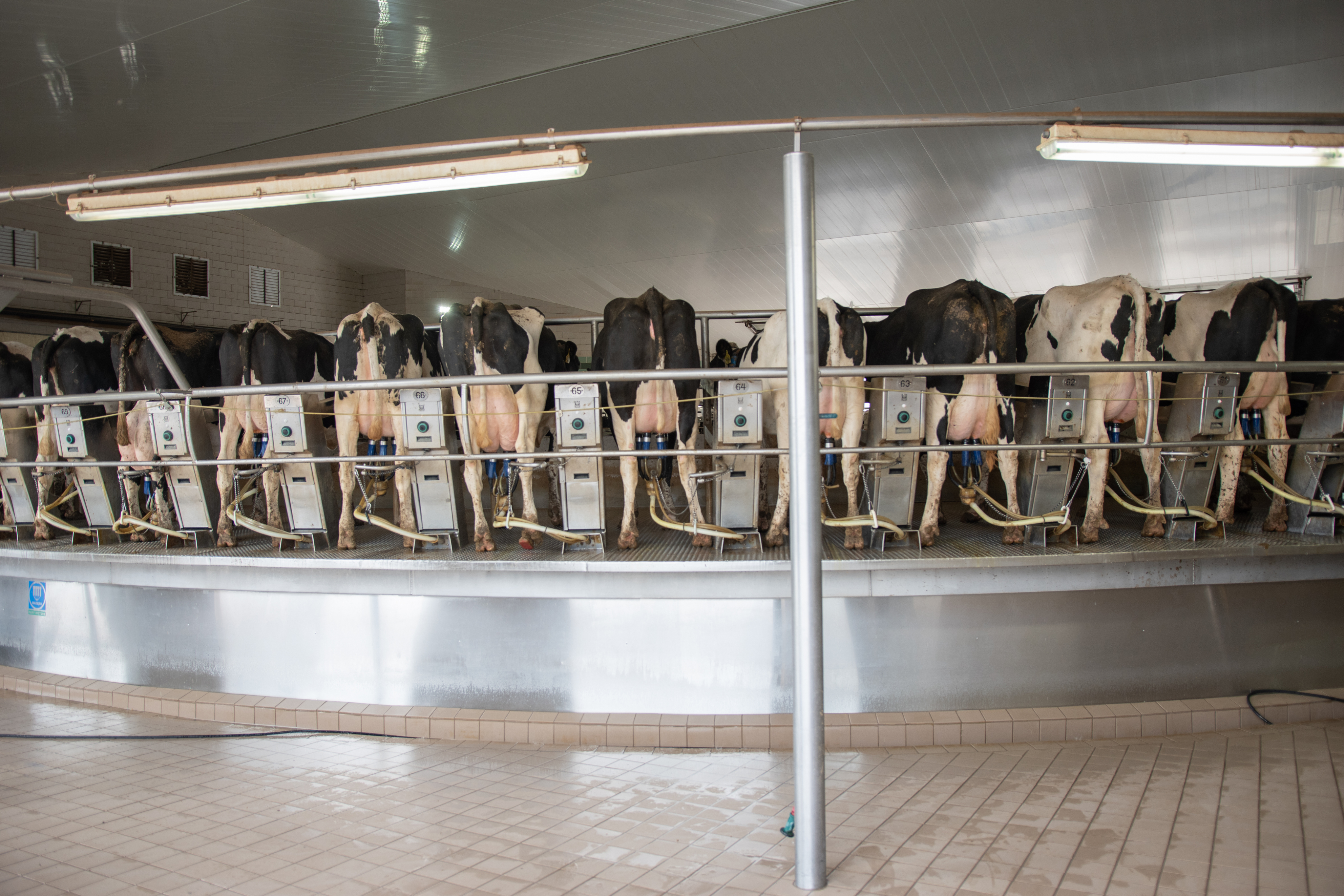 shd-milking-header