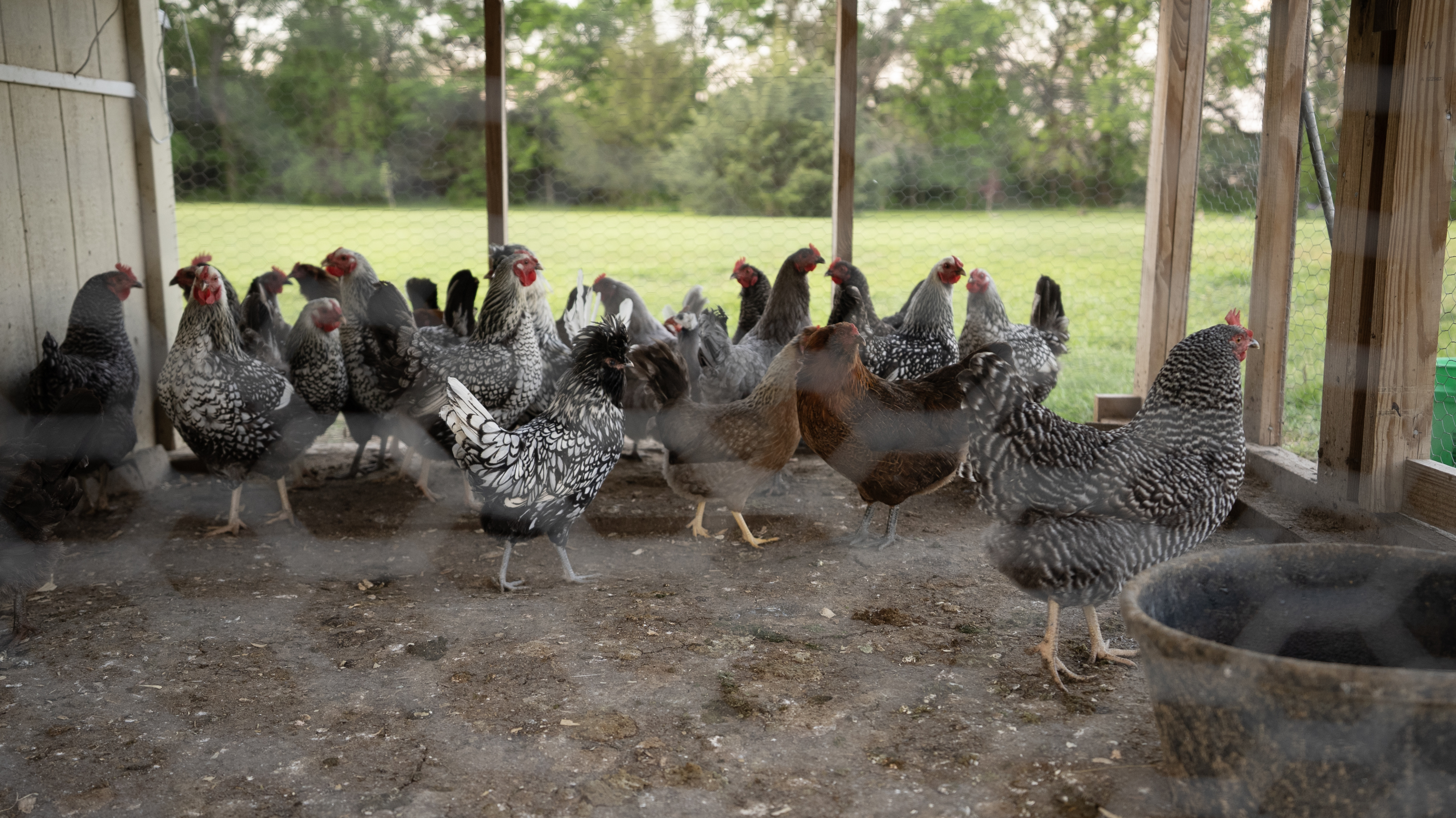Exolt-poultry-4mL-hero
