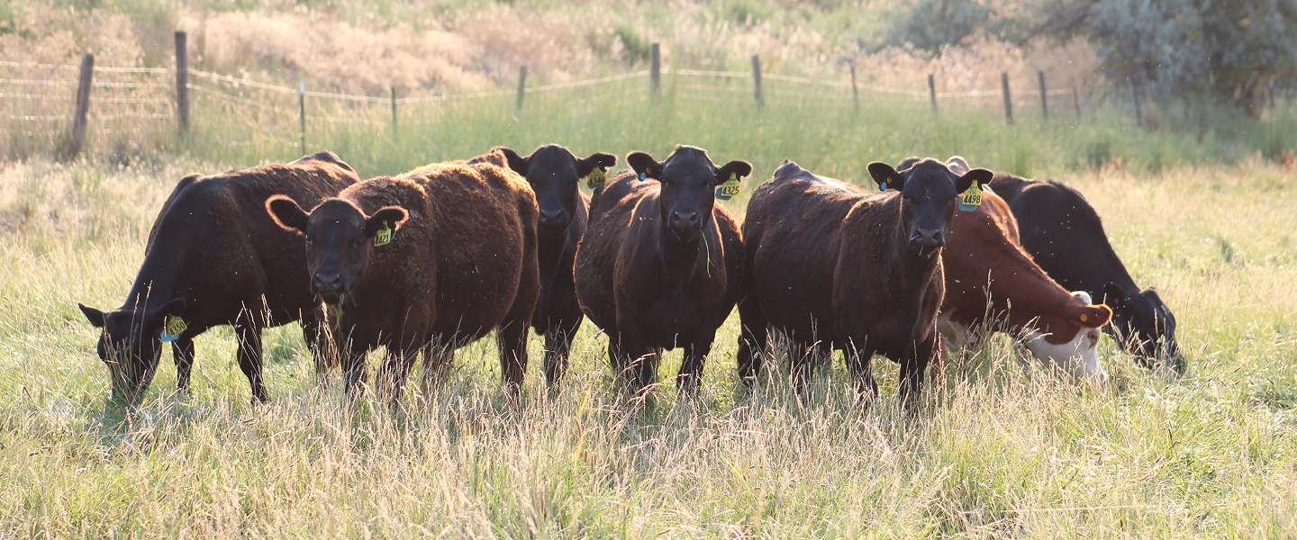 Herd of cattle grazing in a pasture Black and white steer standing in a pen looking at the camera