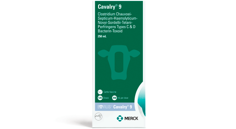 BOVILIS CAVALRY 9 box
