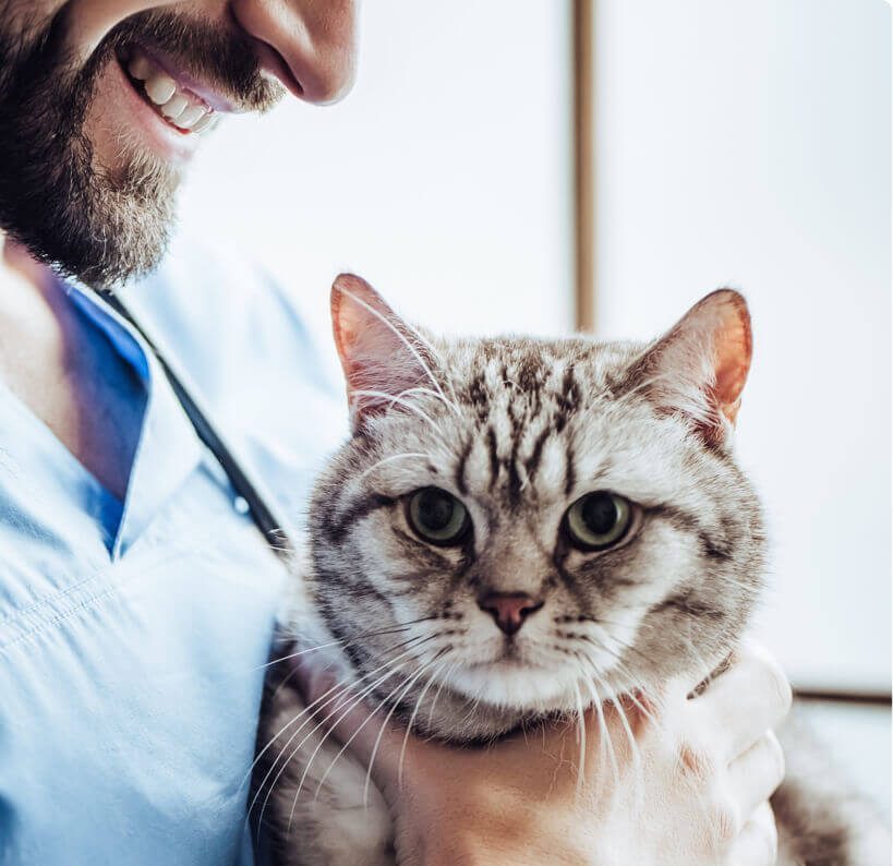 Feline | Merck Animal Health USA
