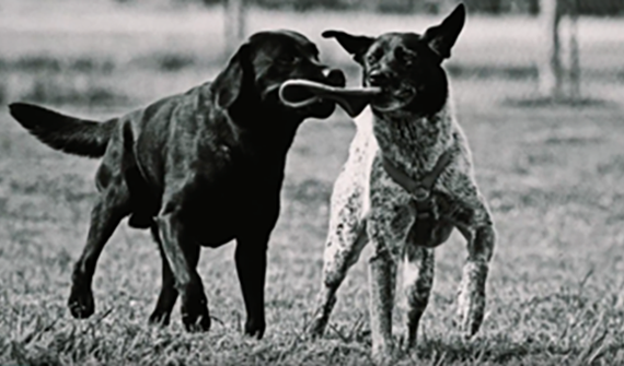 two dogs playing in a park