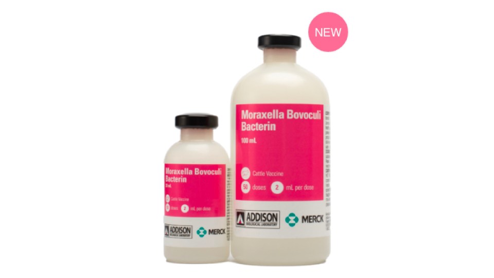 MORAXELLA-BOVOCULI-BACTERIN