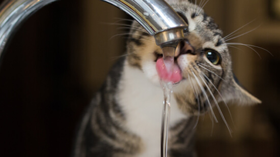 cat drinking from faucet