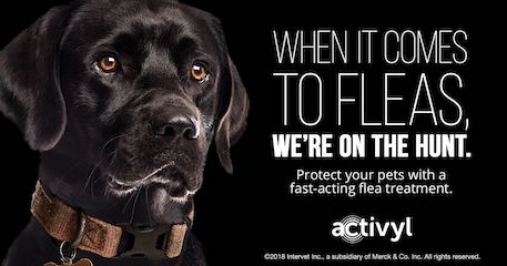 activyl for large dogs