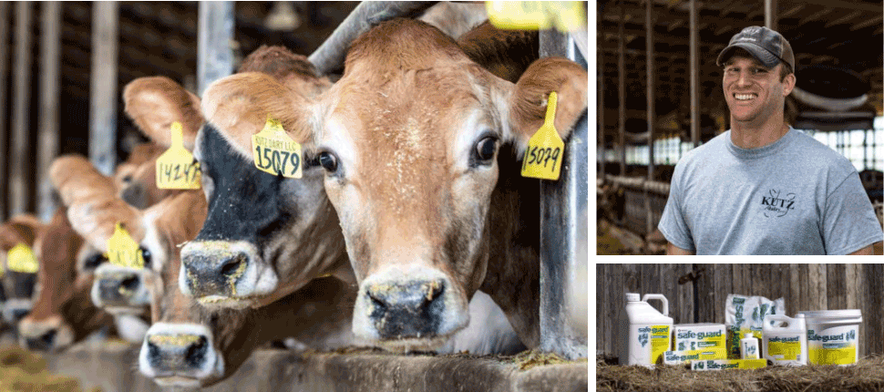 Cattle and SAFE-GUARD dewormers at Kutz Dairy