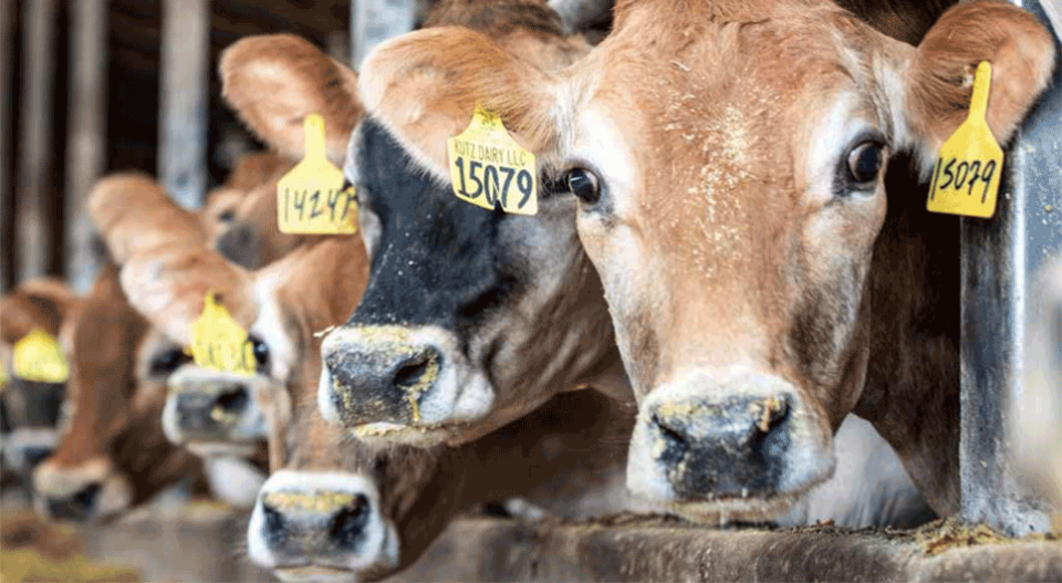 Dewormed cattle at Kutz Dairy