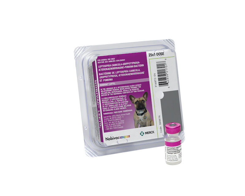 Canine Leptospirosis | Merck Animal Health USA