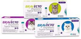 cat flea bravecto