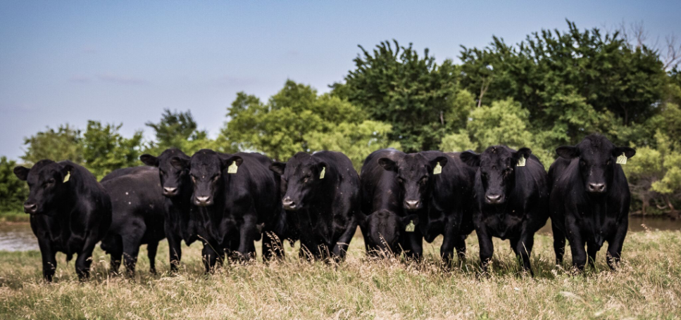 Cattle dewormed with SAFE-GUARD