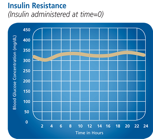 insulin resistance in dogs