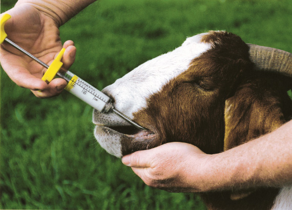 Goats Merck Animal Health USA