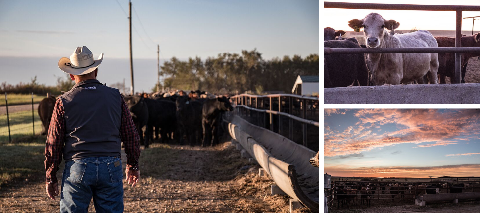 Eastwood Ranch using SAFE-GUARD to deworm their cattle