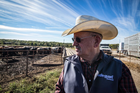 Eastwood Cattle Co. uses SAFE-GUARD for their cattle deworming program