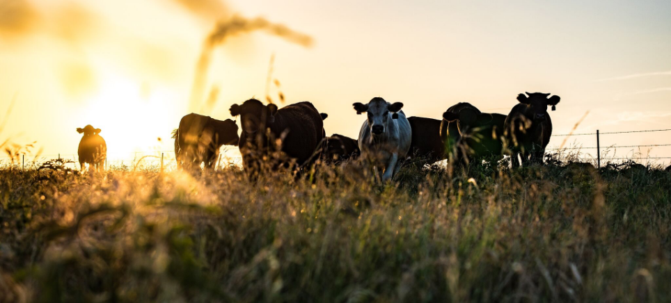 Cattle dewormed with SAFE-GUARD