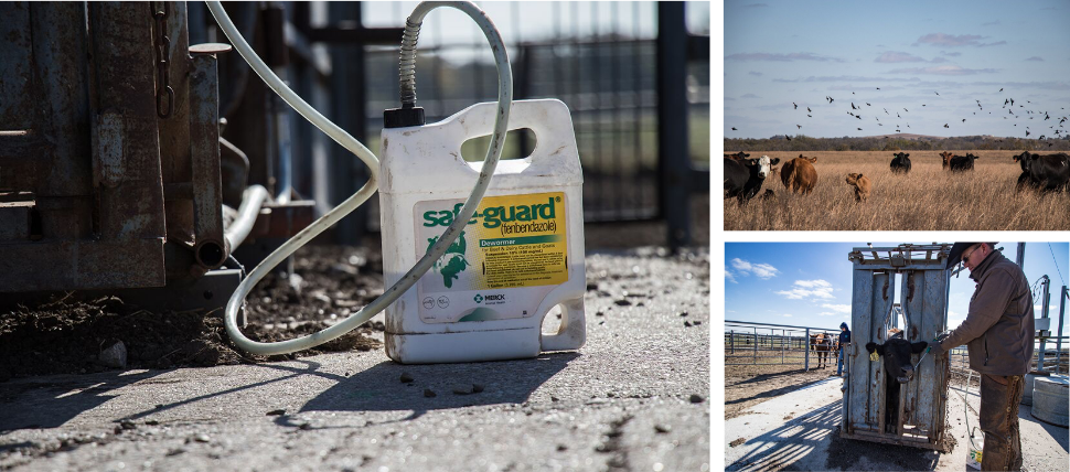SAFE-GUARD drench being used on cattle in chute