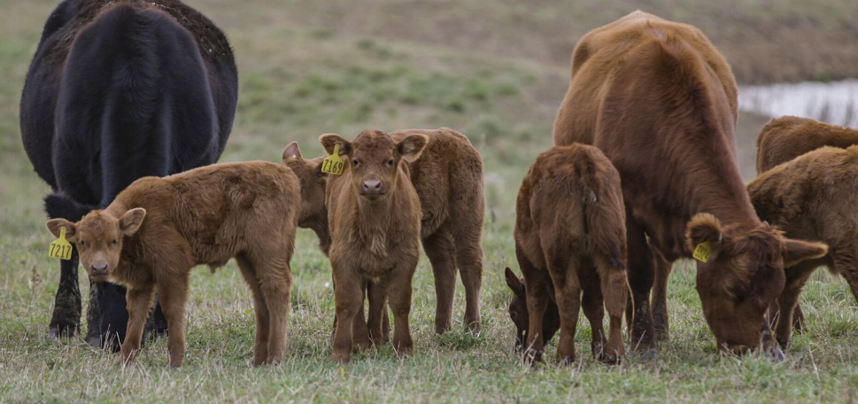 Dewormed calves with SAFE-GUARD