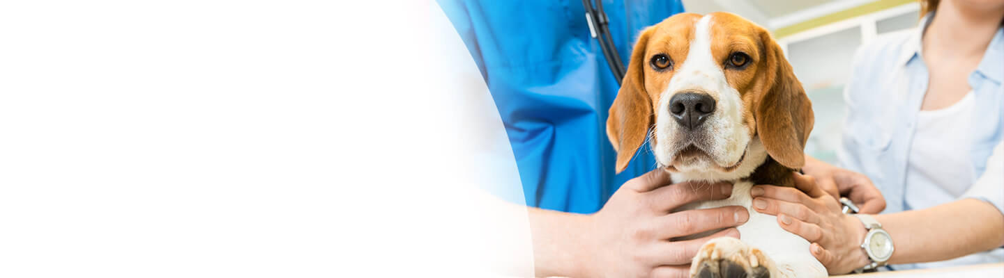 hound dog being examined by to veterinarians