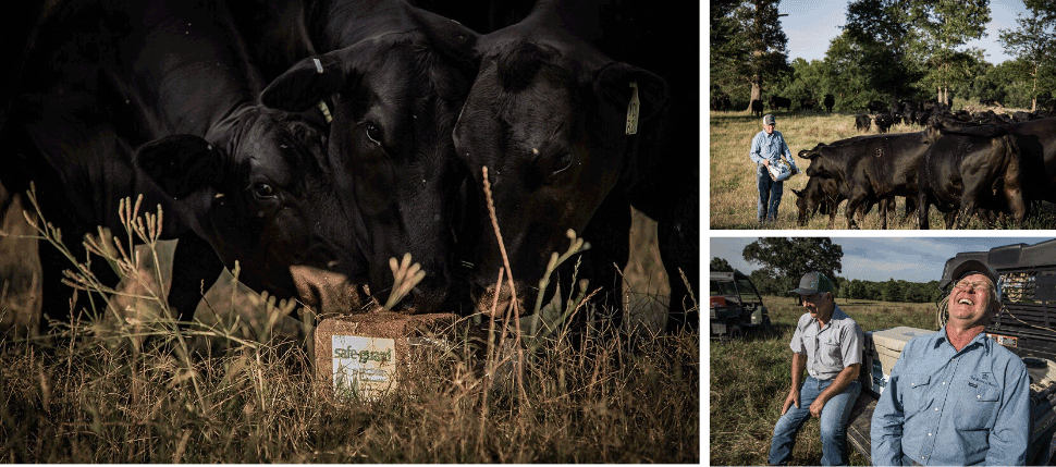 Cattle on SAFE-GUARD dewormer block