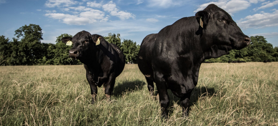 Dewormed cattle