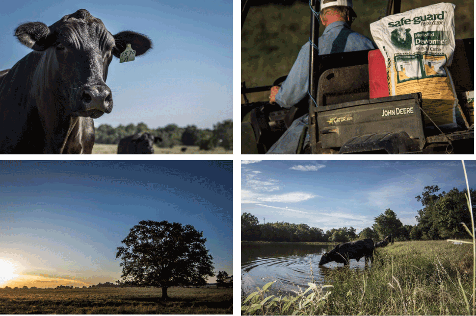 Cattle operation using SAFE-GUARD for their deworming program