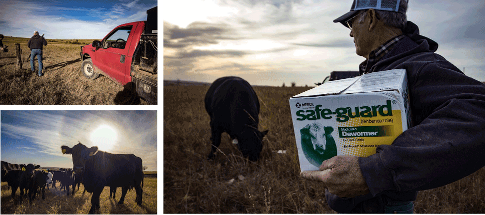 Cattle being dewormed with SAFE-GUARD molasses block