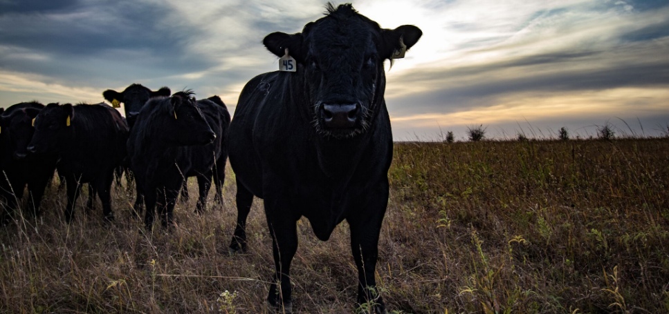 Dewormed cattle at Bechtel Ranch