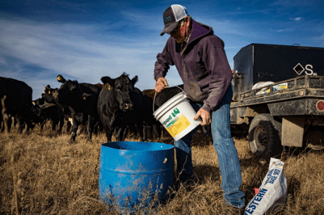 Veterinarian discusses using SAFE-GUARD to keep cattle healthy