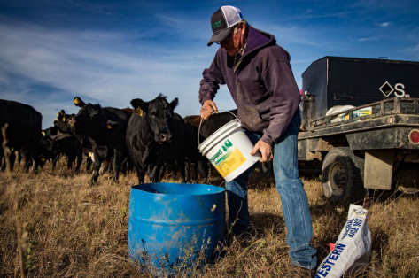 Veterinarian discusses using SAFE-GUARD to keep cattle healthy