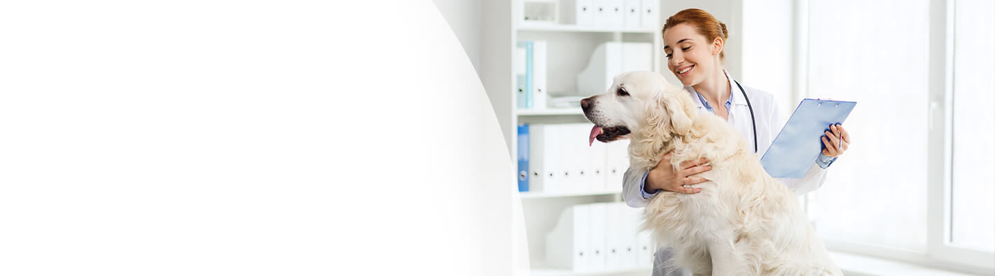 female veterinarian examining a white dog