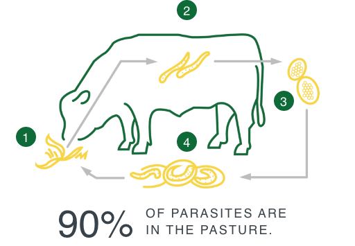 Internal parasite lifecyle - 90% of parasites are in the pasture