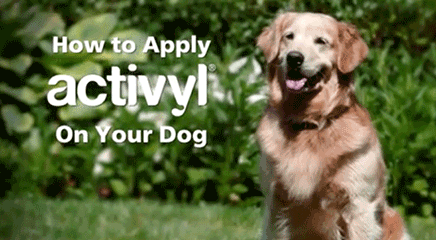 activyl for large dogs
