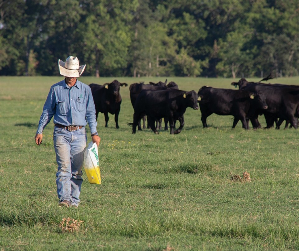 Cattle being dewormed with SAFE-GUARD