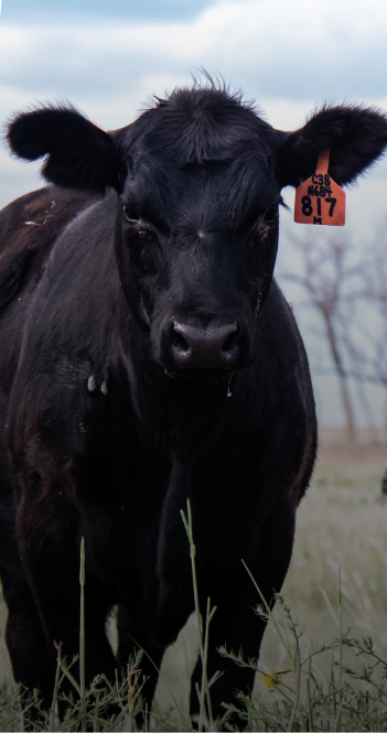 Cattle | Merck Animal Health USA