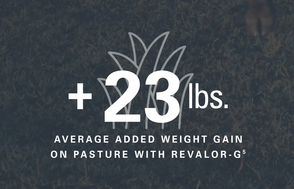 +23lbs average added weight gain on pasture with Revalor-G 5