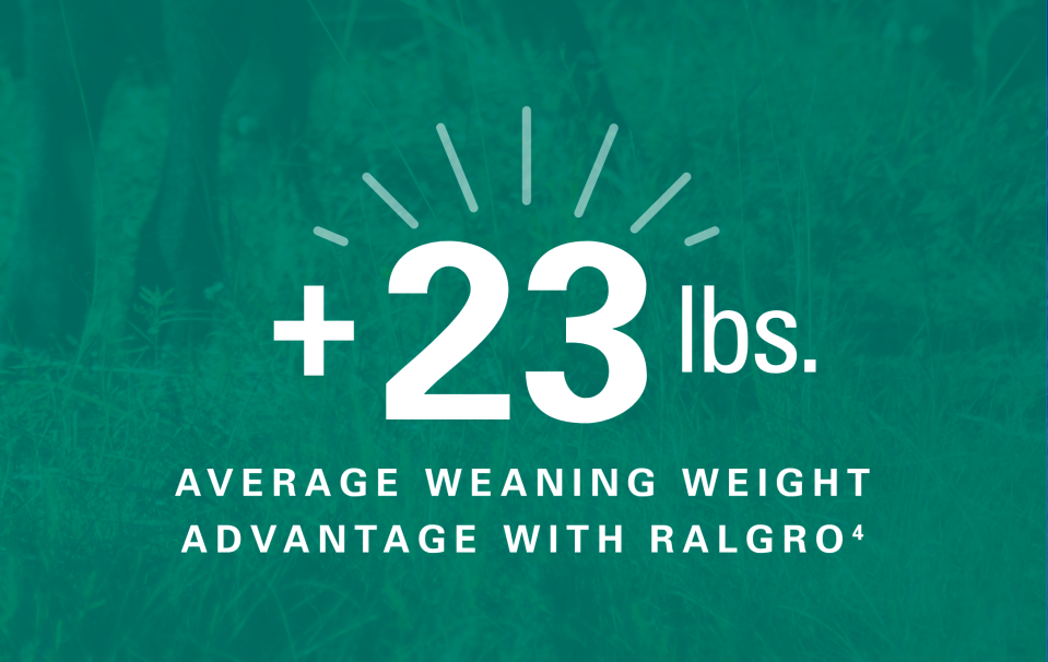 +23lbs average weaning weight advantage with Ralgro1