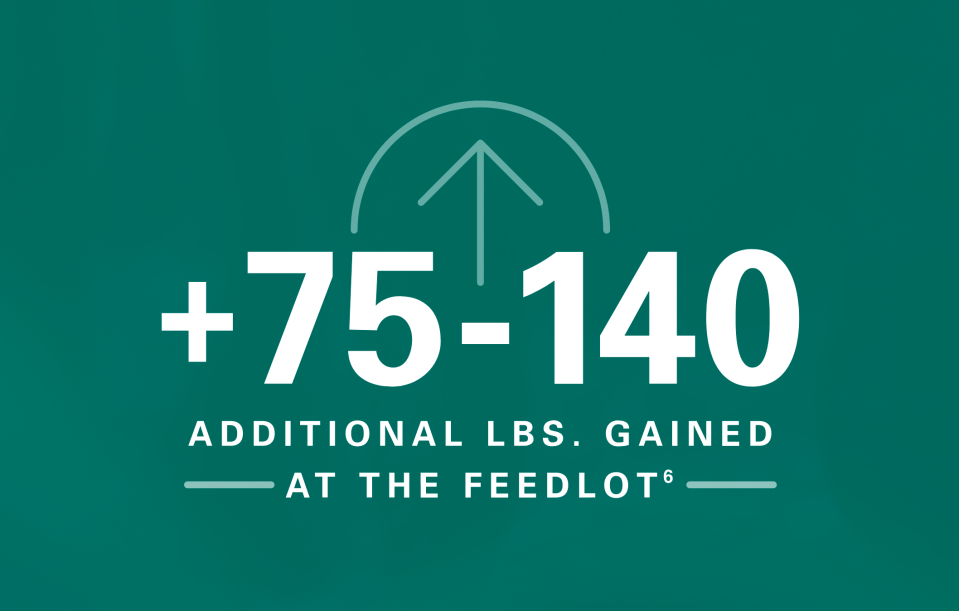 +75-140 Additional lbs. gained at the feedlot 6