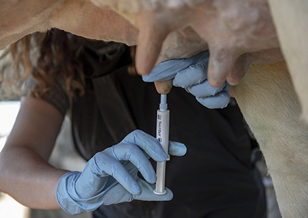 Benefits of using an internal teat sealant in dry cow management