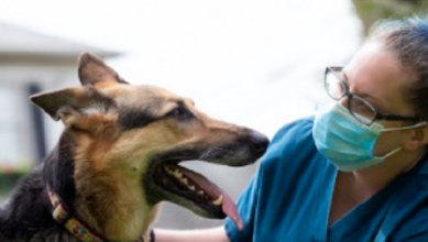 infections disease control in pets