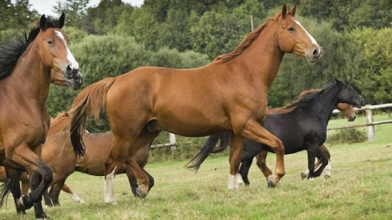 Horses running in open field