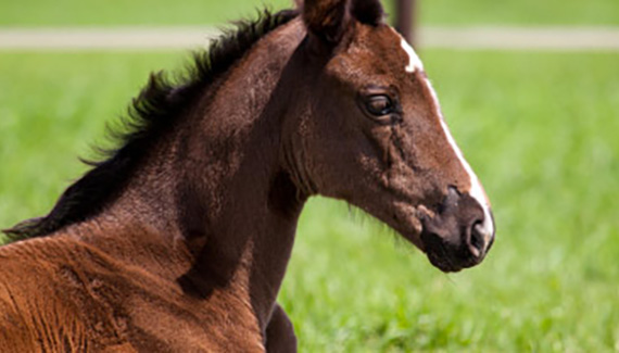 young foal running