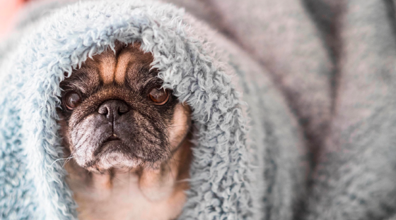 Pug with blanket