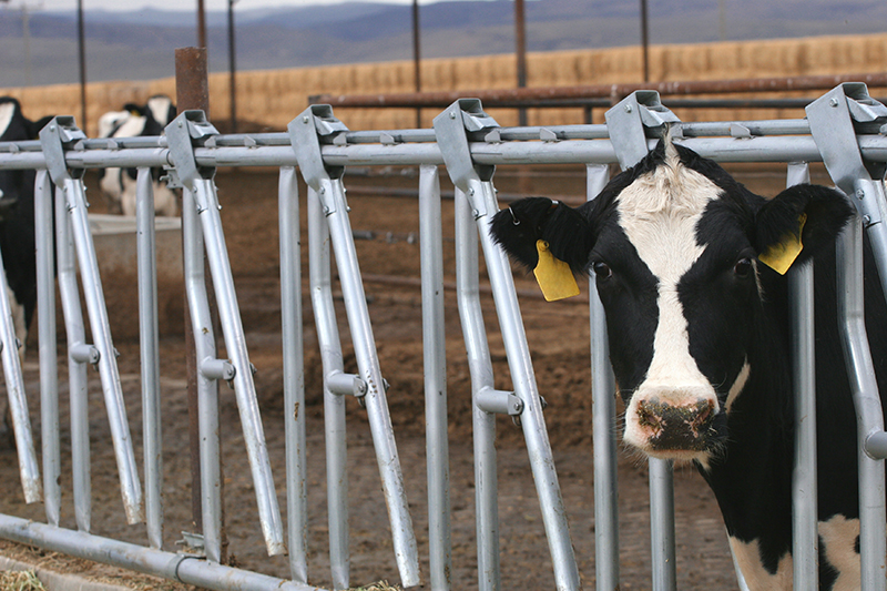 Fine-tune breeding to cut heifer rearing costs | Merck Animal Health USA