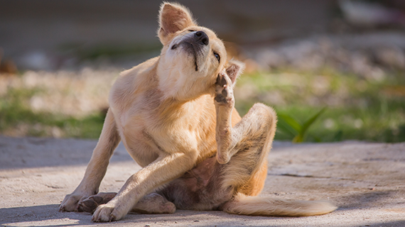 Itchy Yellow Small Dog