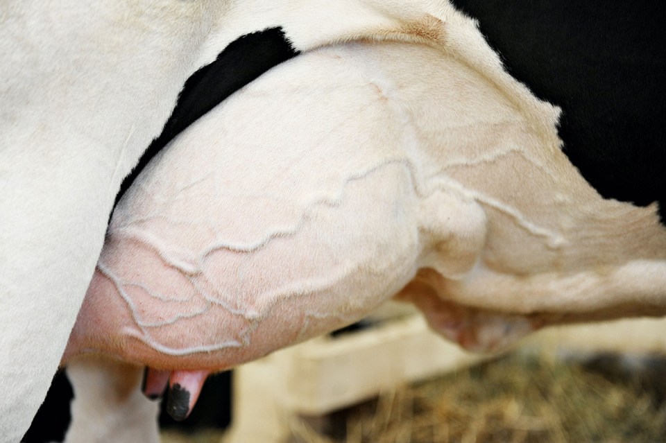 Mastitis prevention starts at dry-off