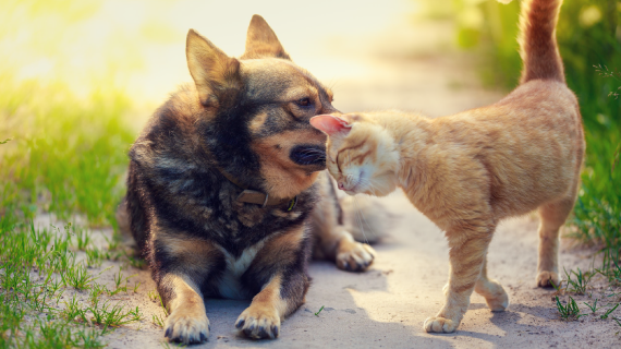 German Shepard dog laying down with a cat nuzzling it's head against it